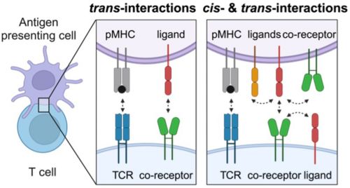 graphic depicting t cell interactions