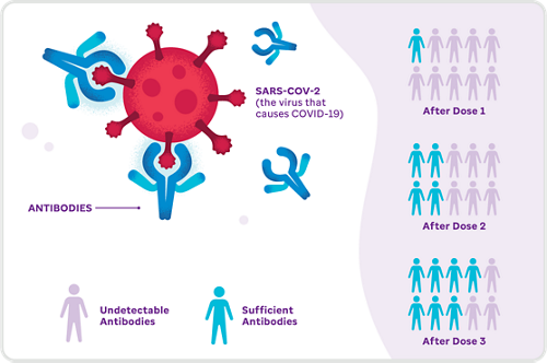 How antibodies work after receiving extra doses and booster shots.