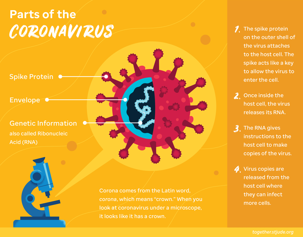 Adolescents Reponses A Vos Questions Sur Le Coronavirus Ensemble