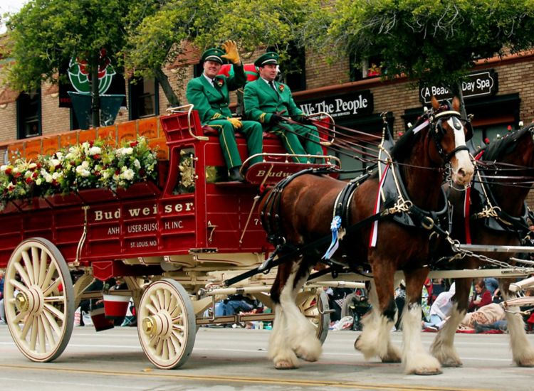 Budweiser Clydesdales in parade in St. Louis, M0.