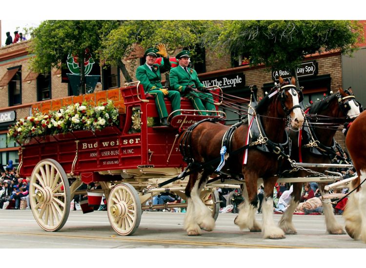 Budweiser Clydesdales in parade in St. Louis, M0.