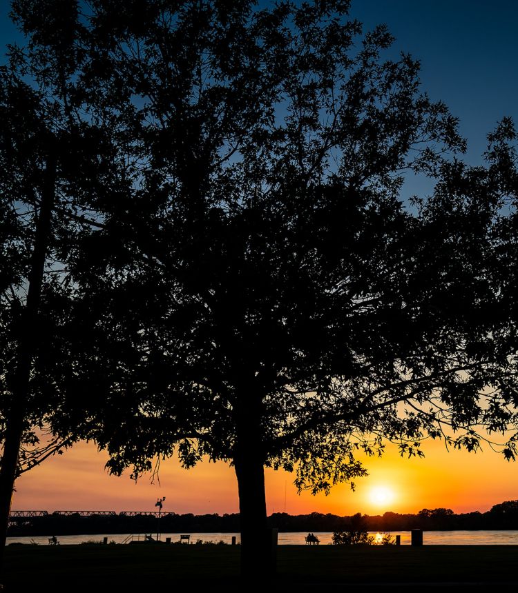 Silhouette of a large tree and shoreline in front of a river at sunset.