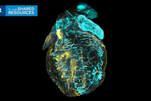 Image of mouse heart using Cell and Tissue Imaging Center's technology to see within tissue.