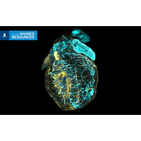 Image of mouse heart using Cell and Tissue Imaging Center's technology to see within tissue.