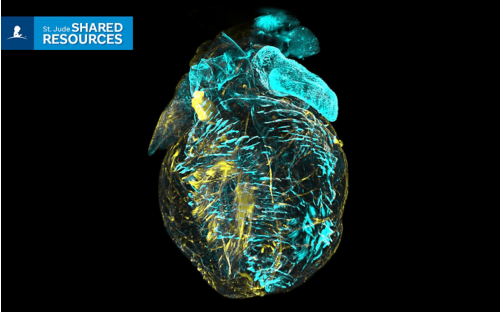 Image of mouse heart using Cell and Tissue Imaging Center's technology to see within tissue.