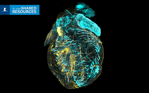 Image of a mouse heart using Cell and Tissue Imaging Center's technology to see within tissue