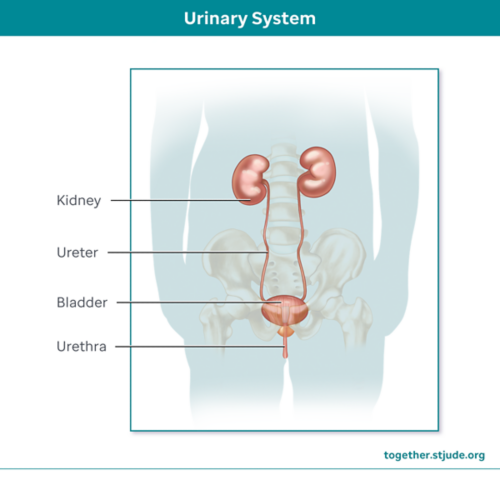 Urinary system showing kidney, ureter, bladder, and urethra