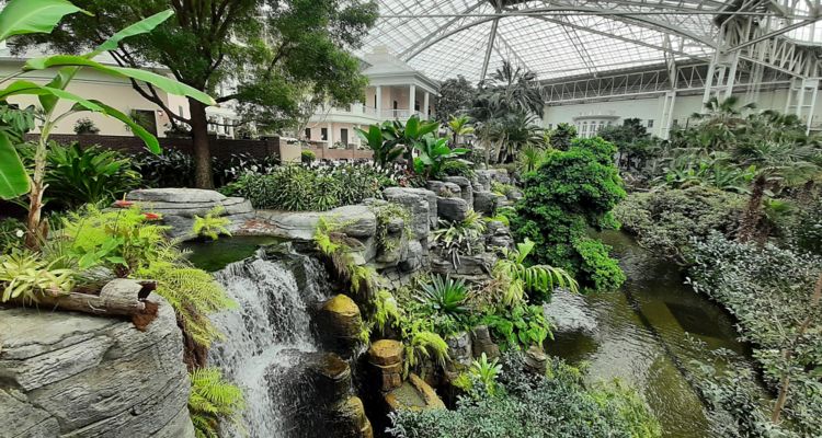 Photo of an indoor garden with lot of ferns and shrubbery