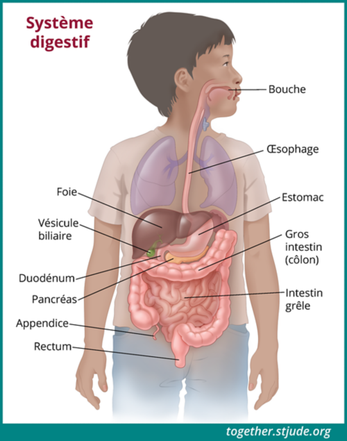 Illustration représentant le corps d'un enfant dans lequel les organes internes sont apparents. Les organes du tractus gastro-intestinal y sont mis en évidence, notamment l'œsophage, le foie, l'estomac, la vésicule biliaire, le pancréas, le gros intestin, l'intestin grêle, l'appendice et le rectum.