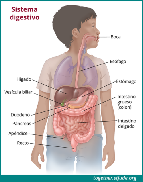 Gráfico de un cuerpo que muestra la disposición de los órganos. Los órganos del tubo gastrointestinal están resaltados, incluidos el esófago, el hígado, el estómago, la vesícula biliar, el páncreas, el intestino grueso, el intestino delgado, el apéndice y el recto.