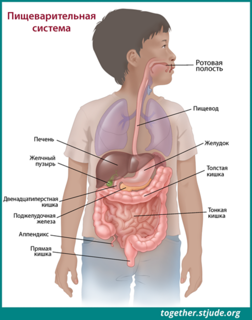 Нижние отделы желудочно-кишечного тракта (ЖКТ) включают в себя толстую кишку, аппендикс и прямую кишку.