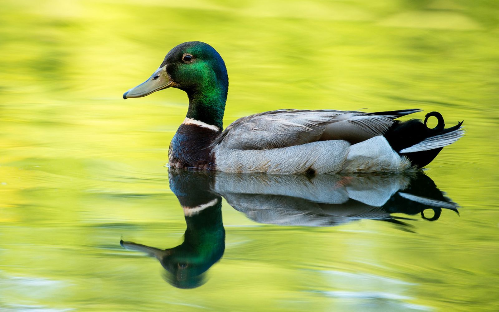 Duck with a green head floating in a pond