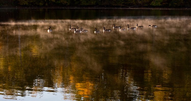 photo of ducks on a misty lake