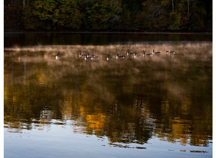 photo of ducks on a misty lake