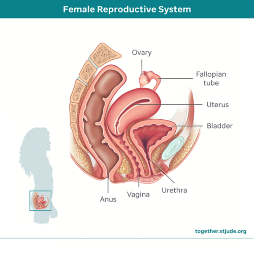 female reproductive system side view
