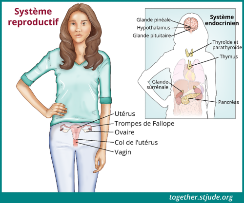 Cette illustration présente une adolescente dont l'utérus, les trompes de Fallope, les ovaires, le col de l'utérus et le vagin sont identifiés. À droite de l'image principale, les organes du système endocrinien sont également représentés sur la silhouette du corps de la jeune femme : épiphyse, hypothalamus, hypophyse, thyroïde et parathyroïde, thymus, glande surrénale et pancréas.