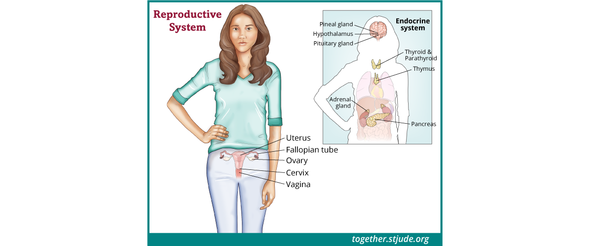 Female Reproductive Problems in Childhood Cancer Survivors - Together ...
