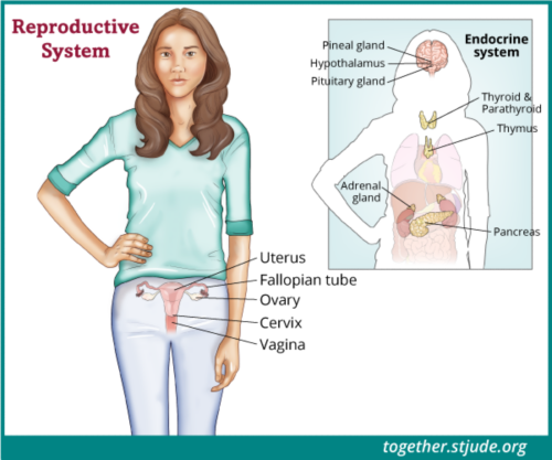 This illustration shows a teen with her uterus, fallopian tubes, ovaries, cervix, and vagina labeled. To the right of the main image, the endocrine system organs are also shown against the silhouette of the young woman’s body: pineal gland, hypothalamus, pituitary gland, thyroid and parathyroid, thymus, adrenal gland, and pancreas.