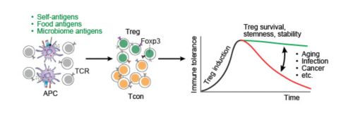 graphic showing Treg cells