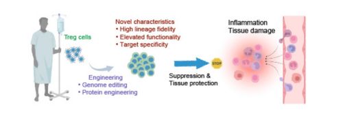 graphic showing Treg cells