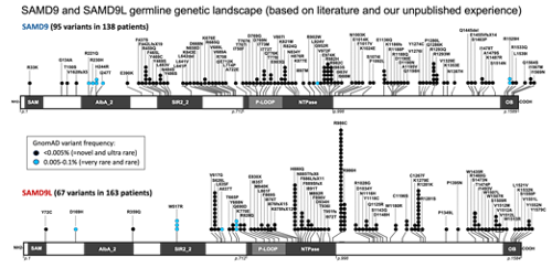 illustration of SAMD9 and SAMD9L genes