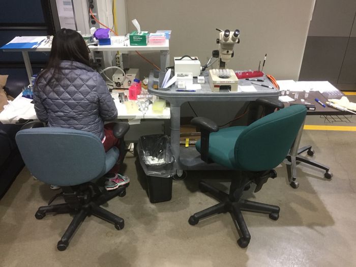 Woman at lab desk
