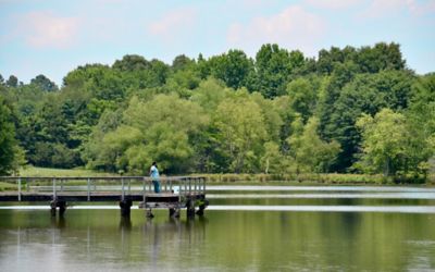 Explore Shelby Farms Park in Memphis, Tennessee