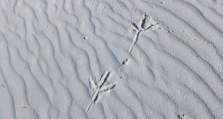 Bird footprints in white sand