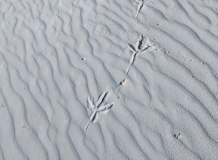 Bird footprints in white sand