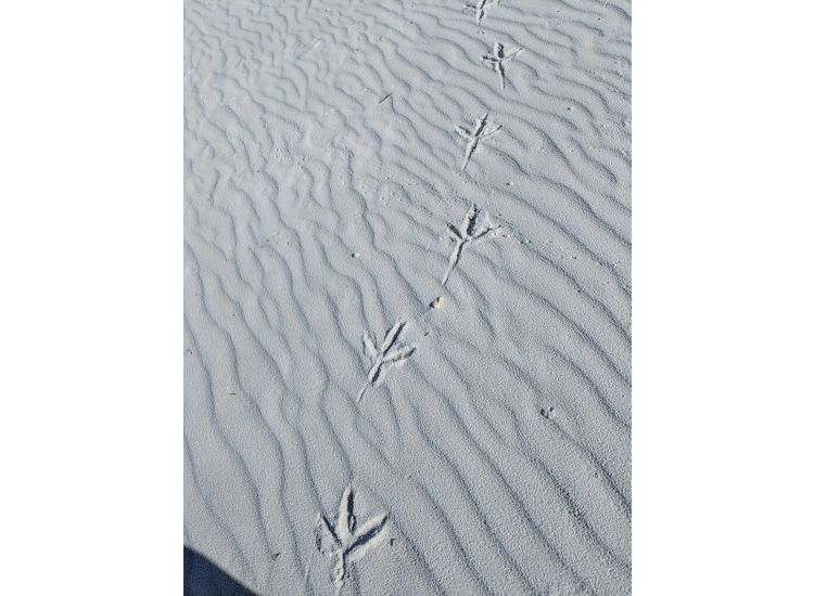 Bird footprints in white sand