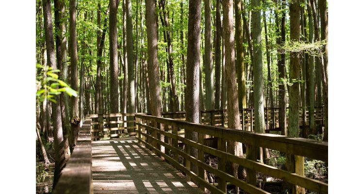 Elevated wooden walkway through a forest.