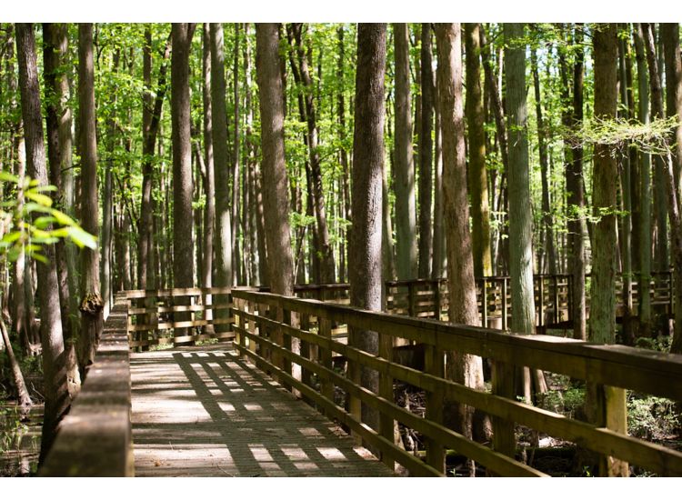 Elevated wooden walkway through a forest.