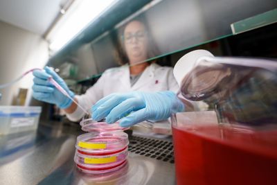 In lab, woman wearing blue gloves putting something into Petrie Dish