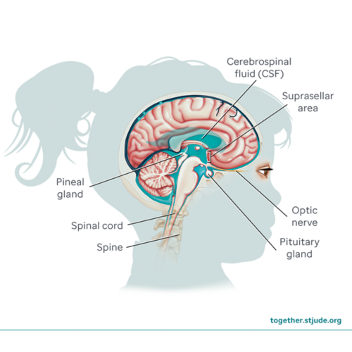 Medical illustration of brain antomy