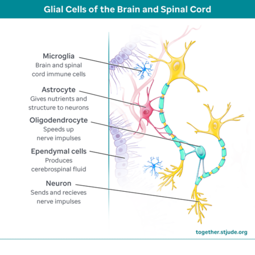 glial cells of the brain and spinal cord