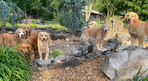 Six golden retrievers outside