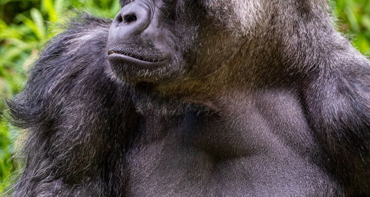 photo of lowland gorilla.