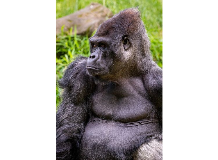 photo of lowland gorilla.