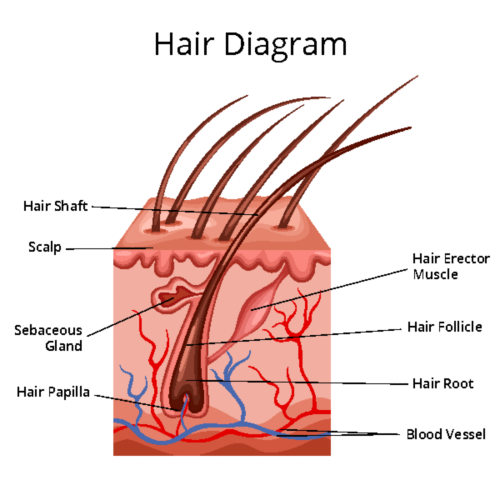 A quimioterapia pode danificar as células que controlam o crescimento do cabelo e suportam o folículo capilar onde o cabelo se desenvolve. Isso pode causar a queda capilar e impedir o crescimento de novos cabelos.