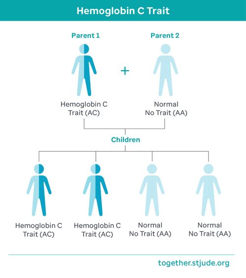 Si uno de los padres tiene rasgo de hemoglobina C y el otro tiene hemoglobina normal: En cada embarazo, existe una probabilidad del 50 % (1 entre 2) de tener un(a) hijo(a) con rasgo de hemoglobina C.