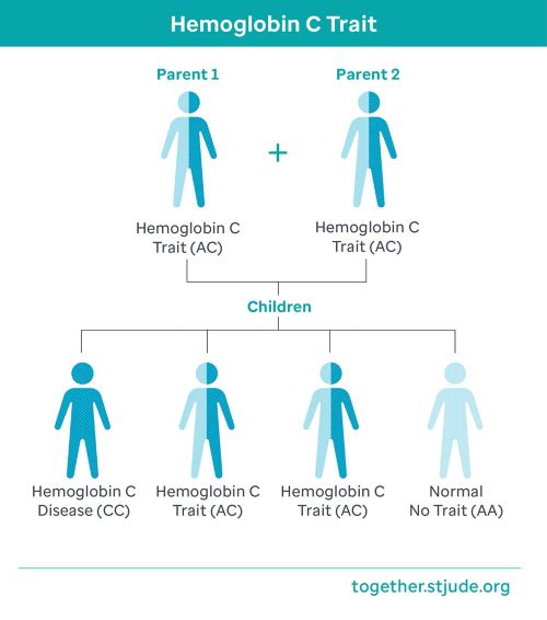 Si ambos progenitores tienen rasgo de hemoglobina C:   Con cada embarazo, hay un 25 % (1 de cada 4) de probabilidades de tener un(a) hijo(a) con enfermedad de la hemoglobina C. 