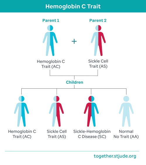 Si uno de los padres tiene el rasgo de hemoglobina C y el otro tiene el rasgo de células falciformes: En cada embarazo, existe una probabilidad del 25 % (1 entre 4) de tener un(a) hijo(a) con la enfermedad de hemoglobina SC, también llamada enfermedad de células falciformes de hemoglobina C.