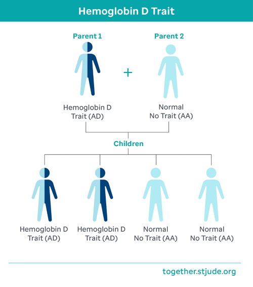 Hemoglobin D trait and Normal No Trait parents