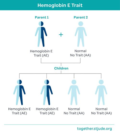 Si uno de los padres tiene el rasgo de hemoglobina E y el otro tiene hemoglobina normal