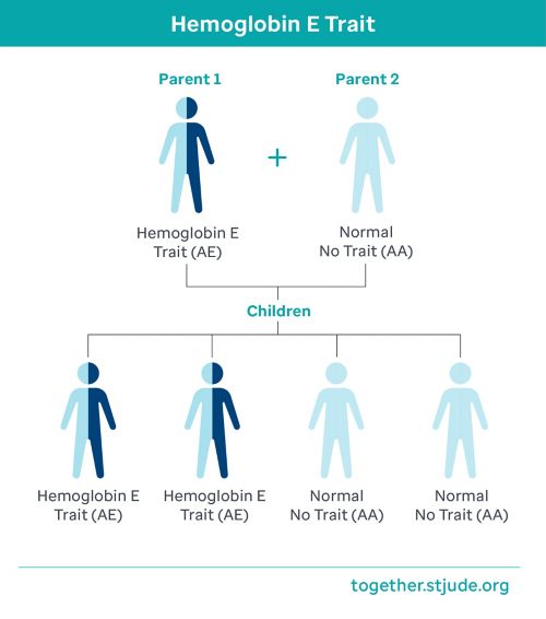 Si uno de los padres tiene rasgo de hemoglobina E y el otro tiene hemoglobina normal