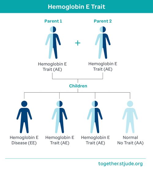 If both parents have hemoglobin E trait