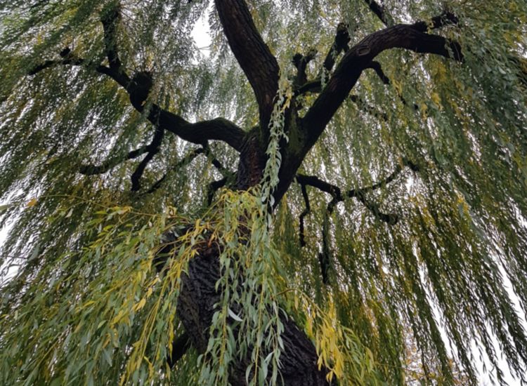 Looking up into weeping willow branches