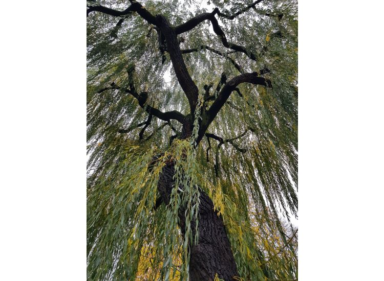 Looking up into weeping willow branches