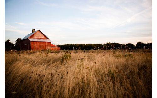 photo of wheat field