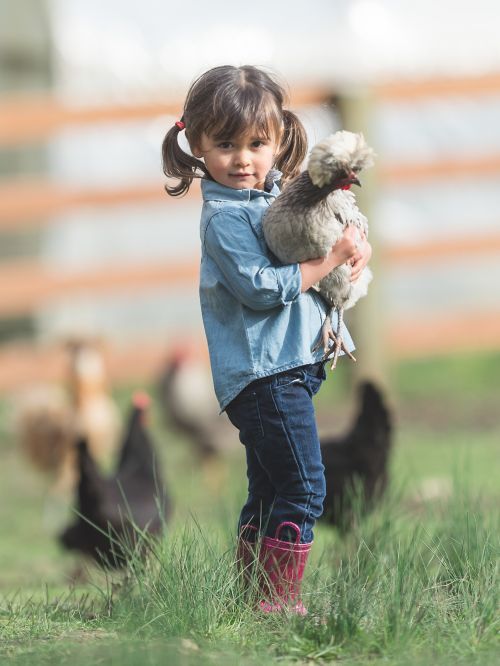 photo of little girl holding a chicken